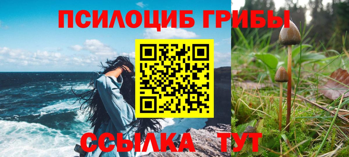 Псилоцибиновые грибы Psilocybe Вышний Волочёк